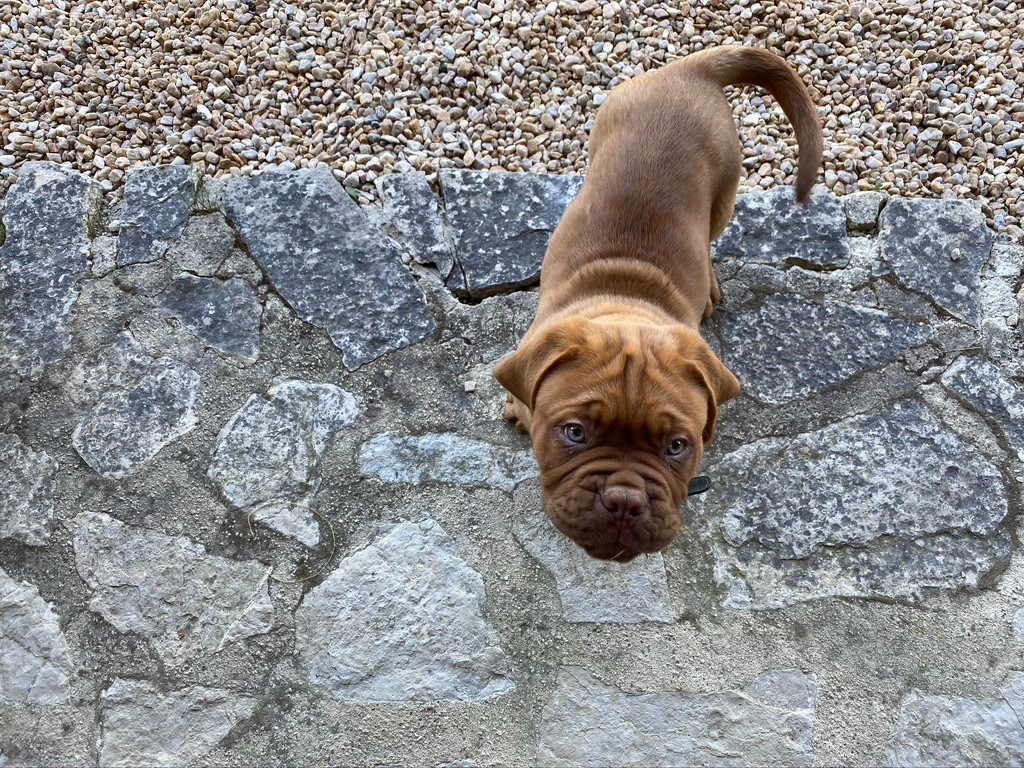 Ragnar lodbrok De La Garenne Basse