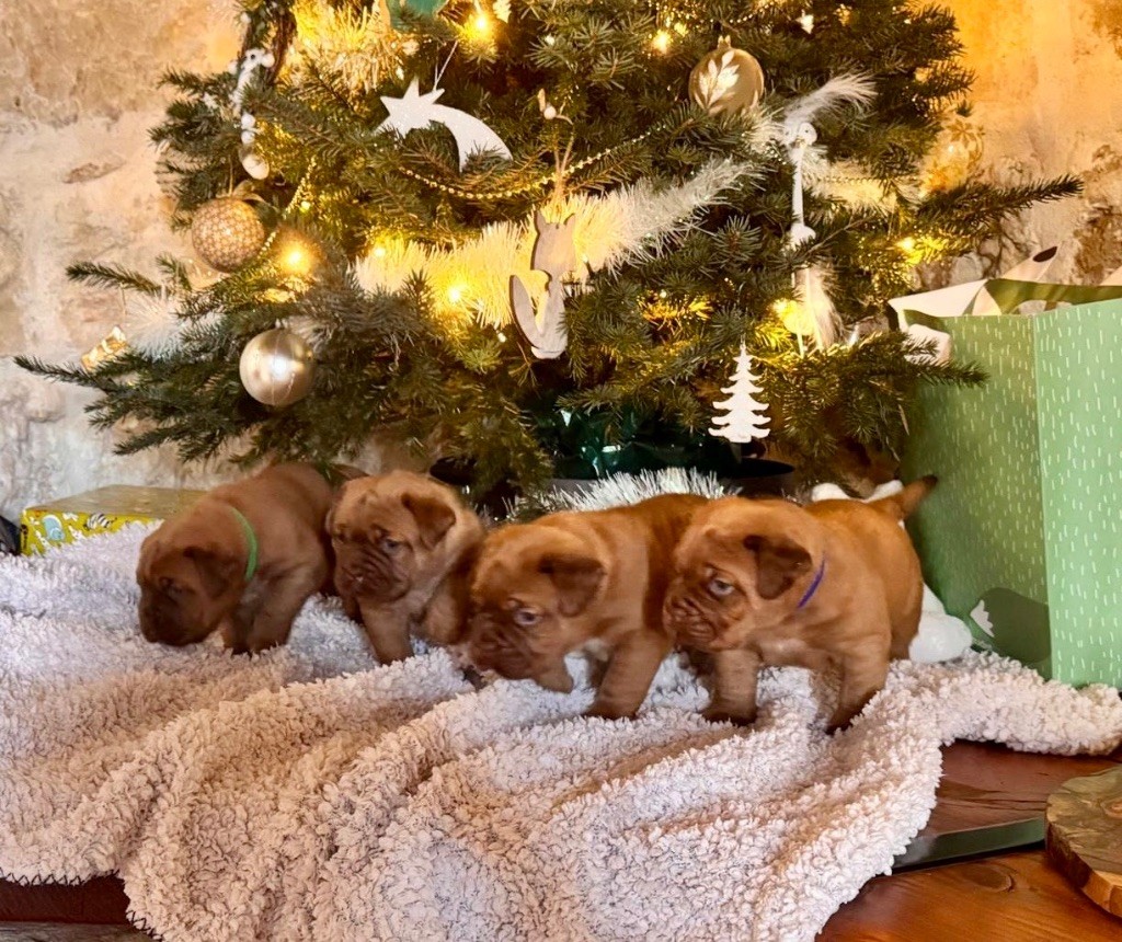 chiot Dogue de Bordeaux du Moulin Bezollais