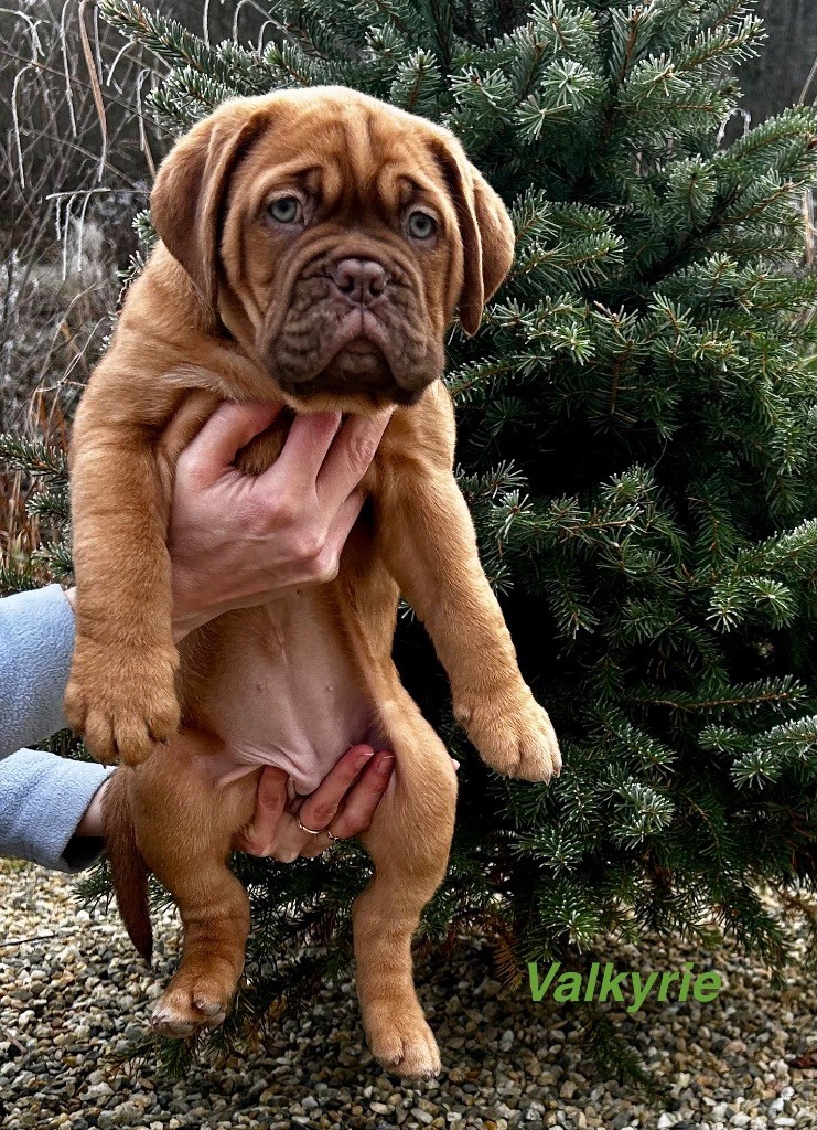 du Moulin Bezollais - Chiot disponible  - Dogue de Bordeaux