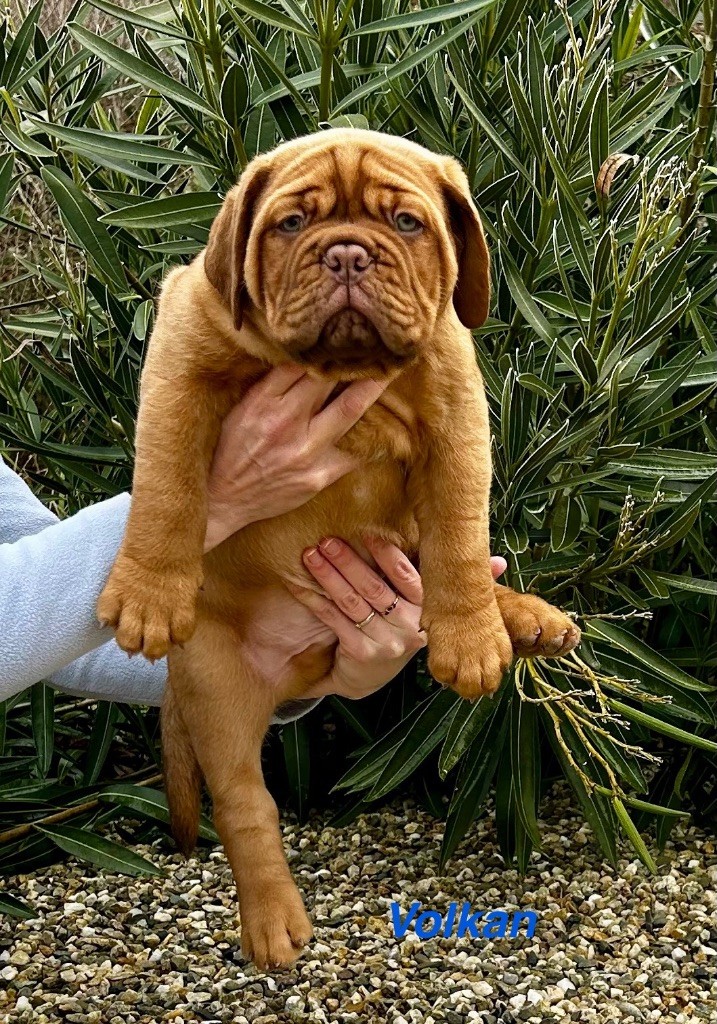 du Moulin Bezollais - Chiot disponible  - Dogue de Bordeaux