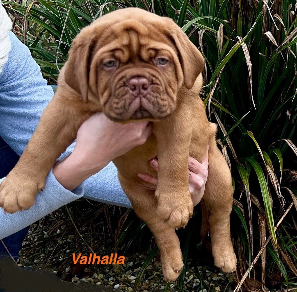 du Moulin Bezollais - Chiot disponible  - Dogue de Bordeaux