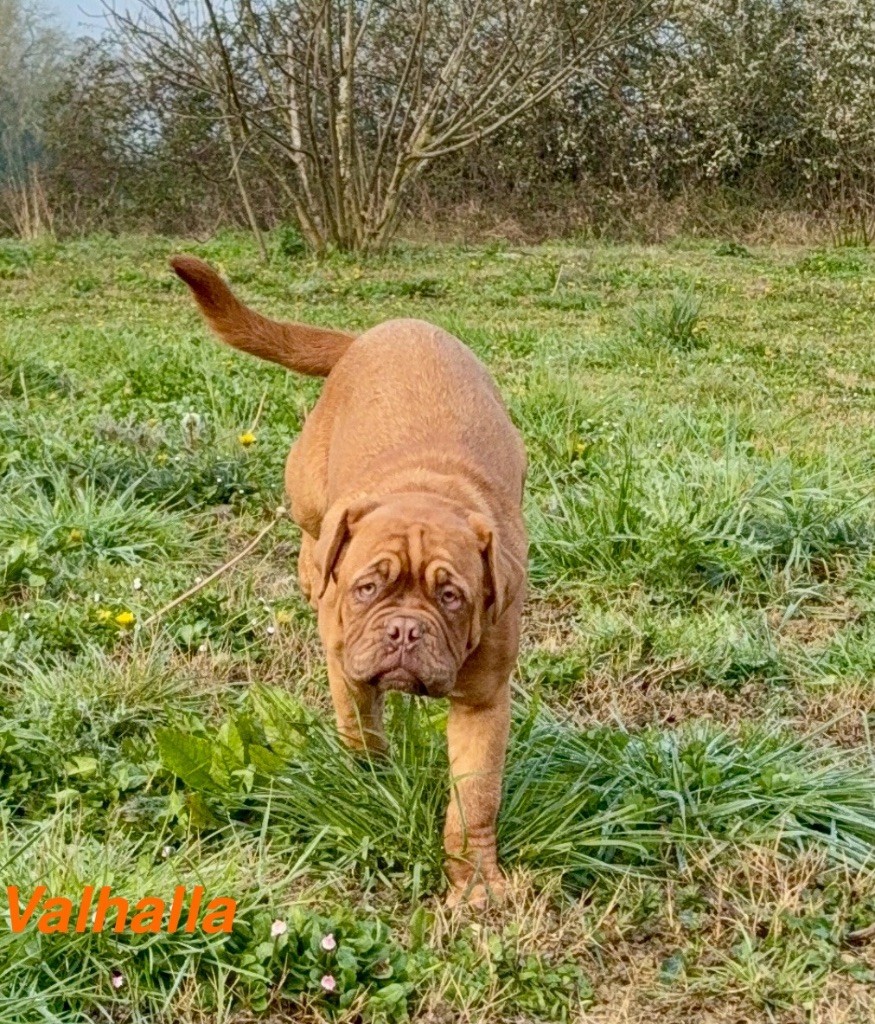 du Moulin Bezollais - Chiots disponibles - Dogue de Bordeaux